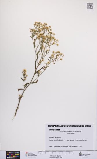 Conyza bonariensis [Espécimen: UCH:AGUCH:0039693]