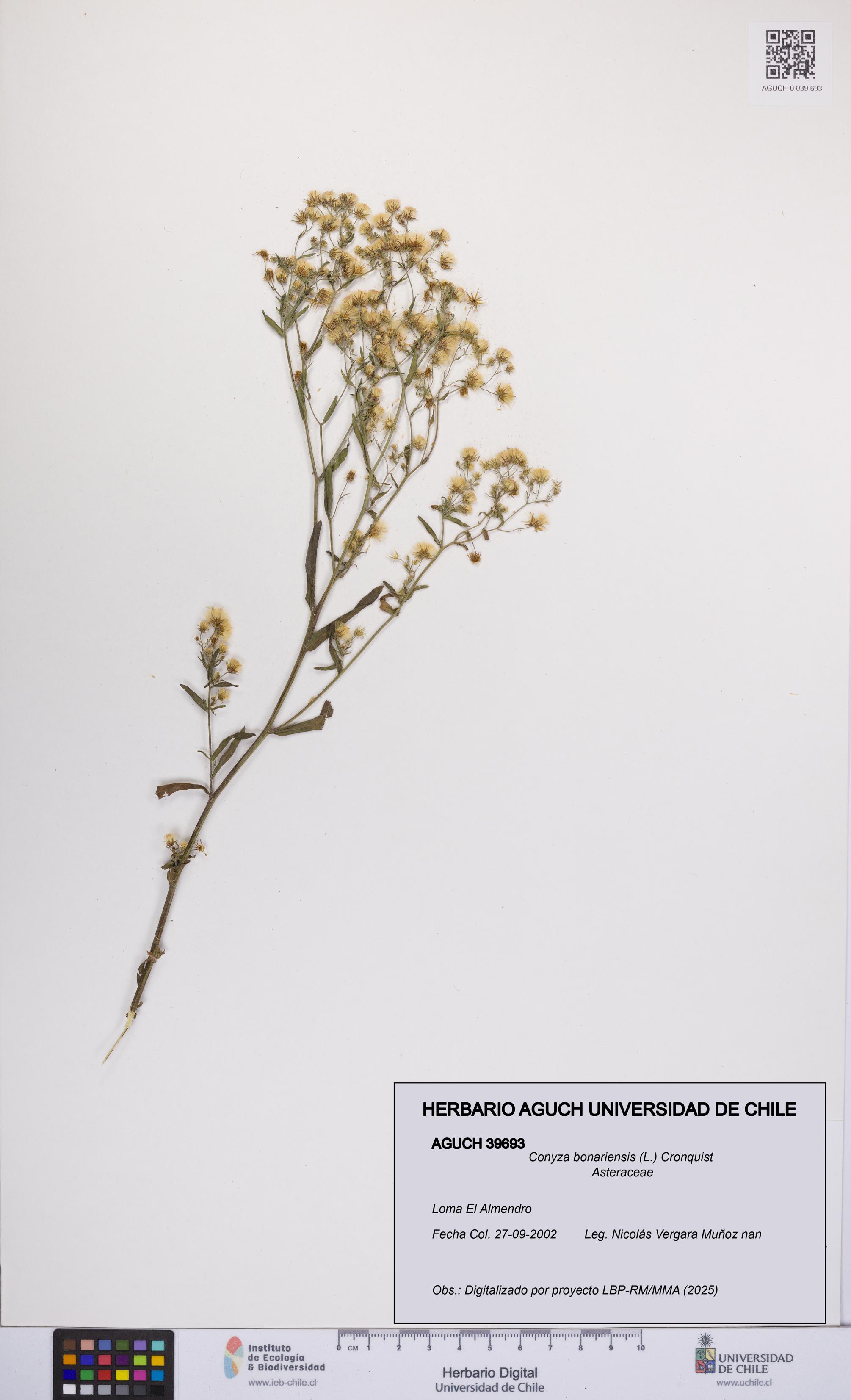 Conyza bonariensis [Espécimen: UCH:AGUCH:0039693]