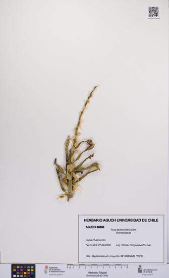 Puya berteroniana [Espécimen: UCH:AGUCH:0039696]
