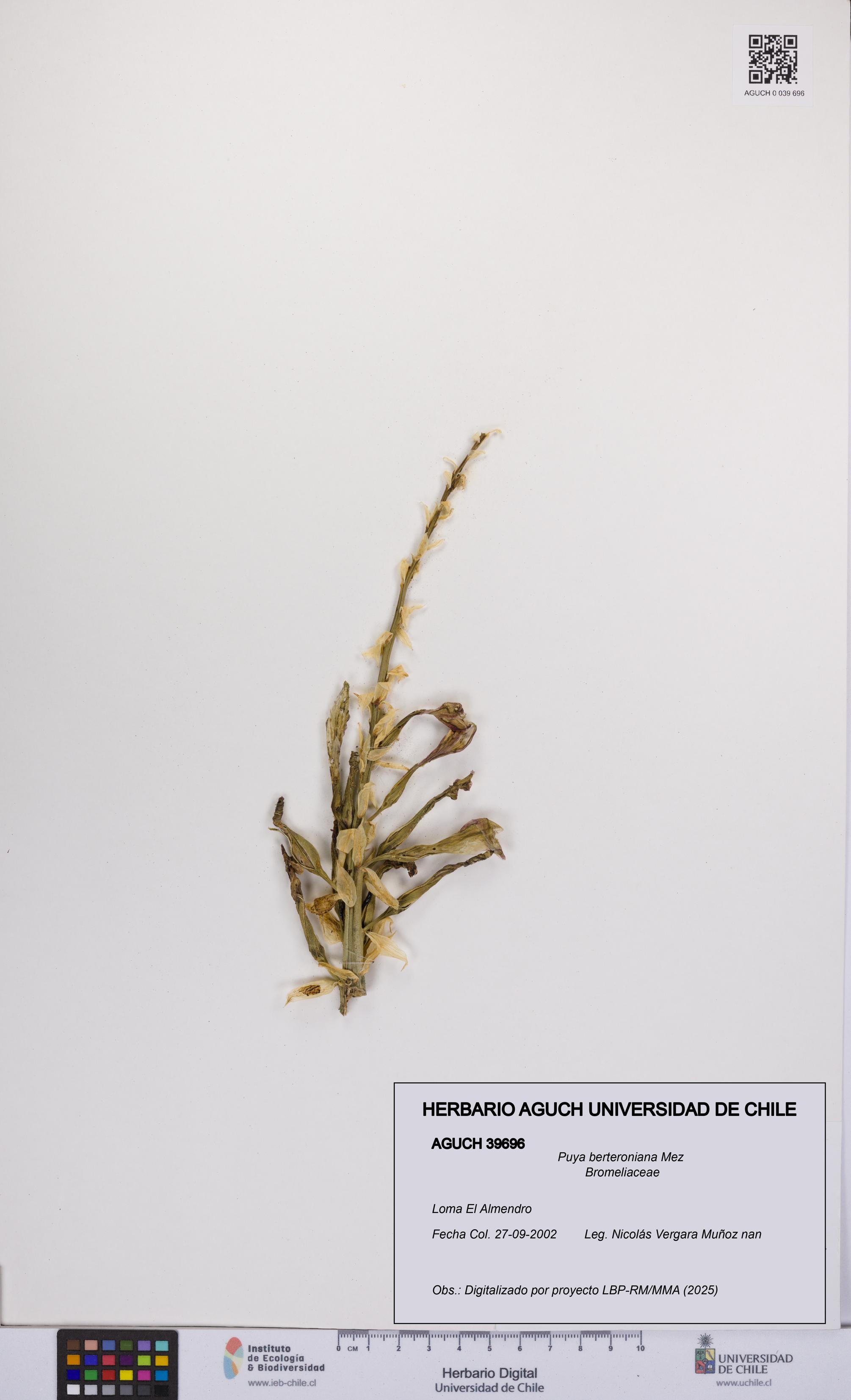 Puya berteroniana [Espécimen: UCH:AGUCH:0039696]