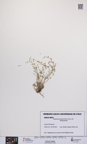 Pectocarya linearis [Espécimen: UCH:AGUCH:0039701]