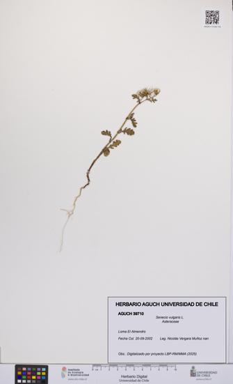 Senecio vulgaris [Espécimen: UCH:AGUCH:0039710]