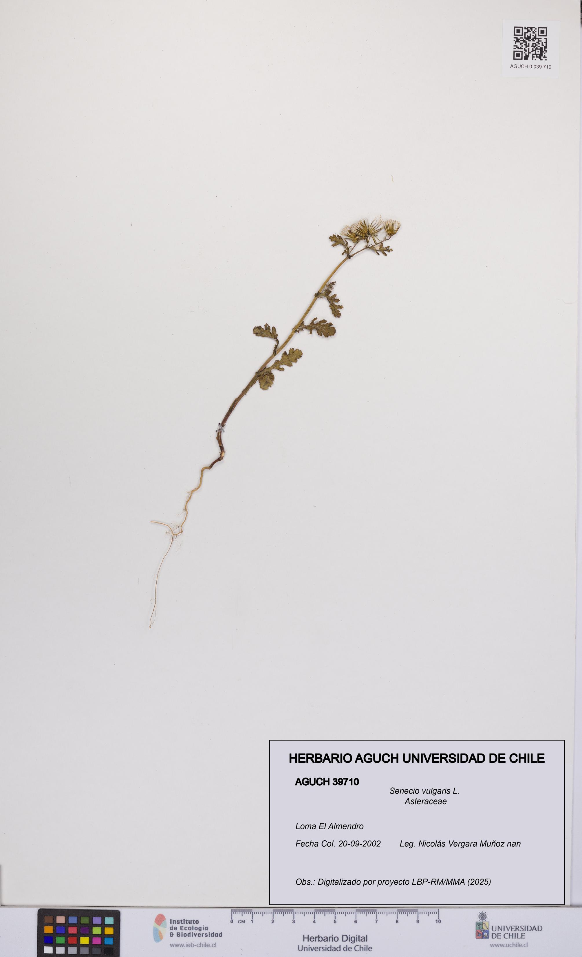 Senecio vulgaris [Espécimen: UCH:AGUCH:0039710]