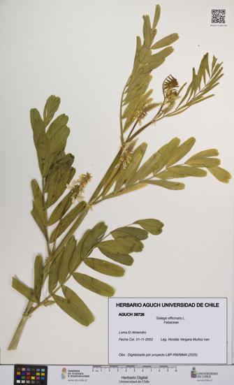 Galega officinalis [Espécimen: UCH:AGUCH:0039726]