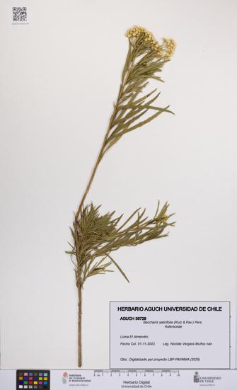 Baccharis salicifolia [Espécimen: UCH:AGUCH:0039729]