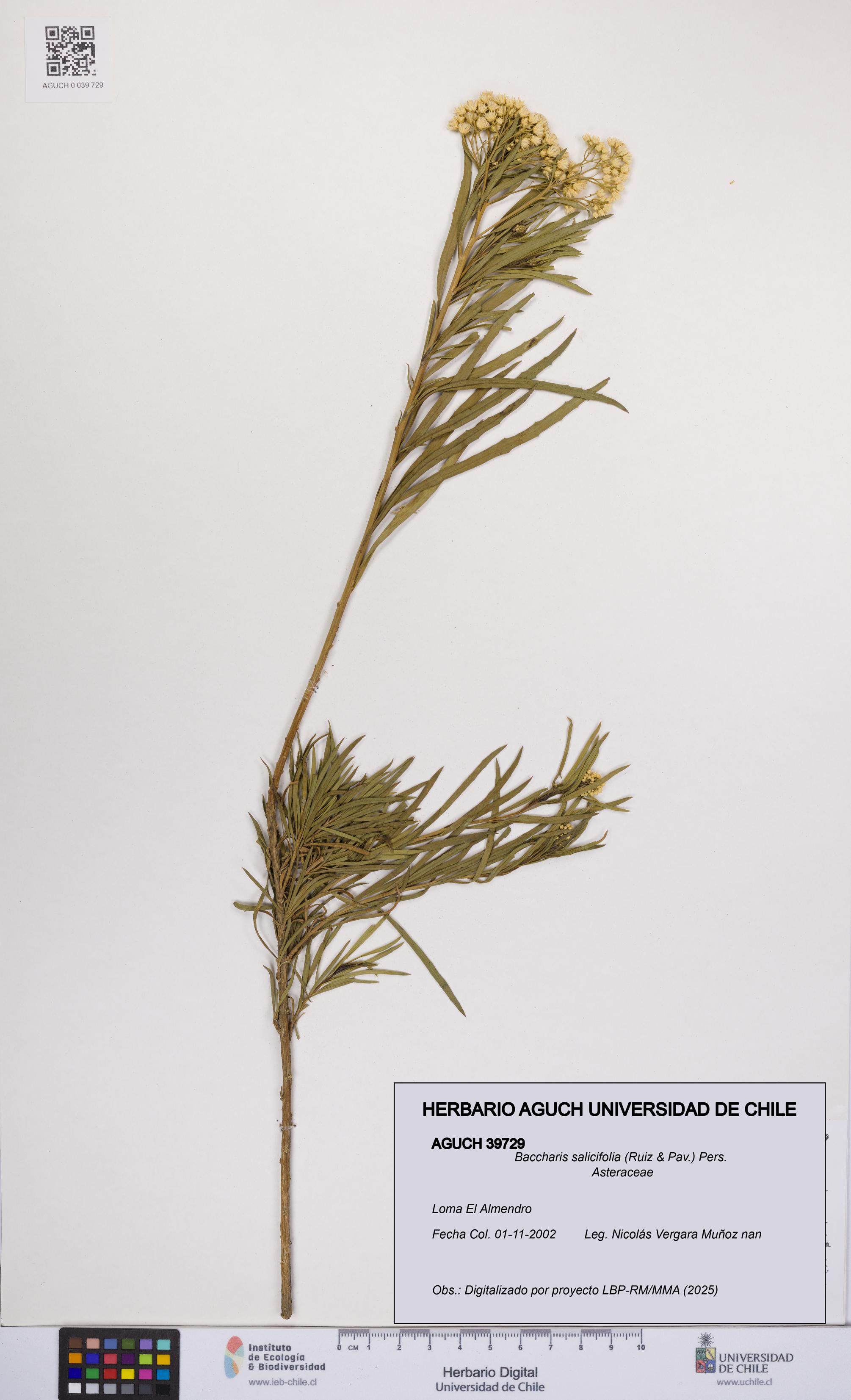 Baccharis salicifolia [Espécimen: UCH:AGUCH:0039729]