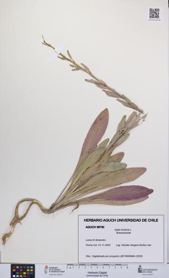 Isatis tinctoria [Espécimen: UCH:AGUCH:0039730]