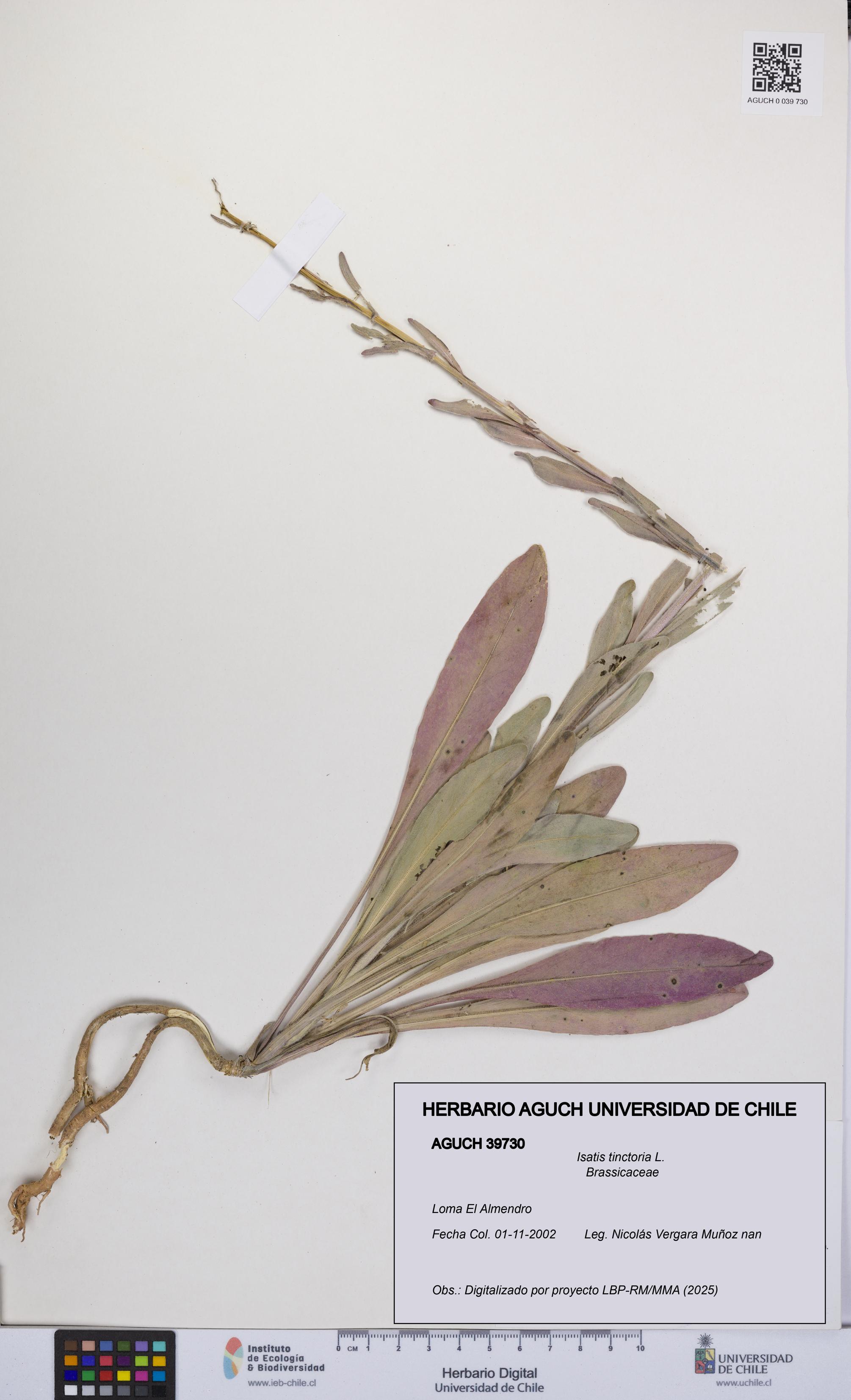 Isatis tinctoria [Espécimen: UCH:AGUCH:0039730]