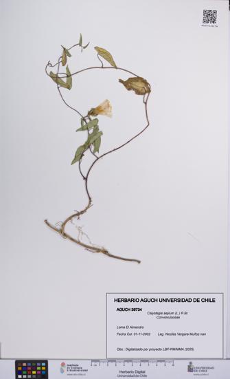 Calystegia sepium [Espécimen: UCH:AGUCH:0039734]