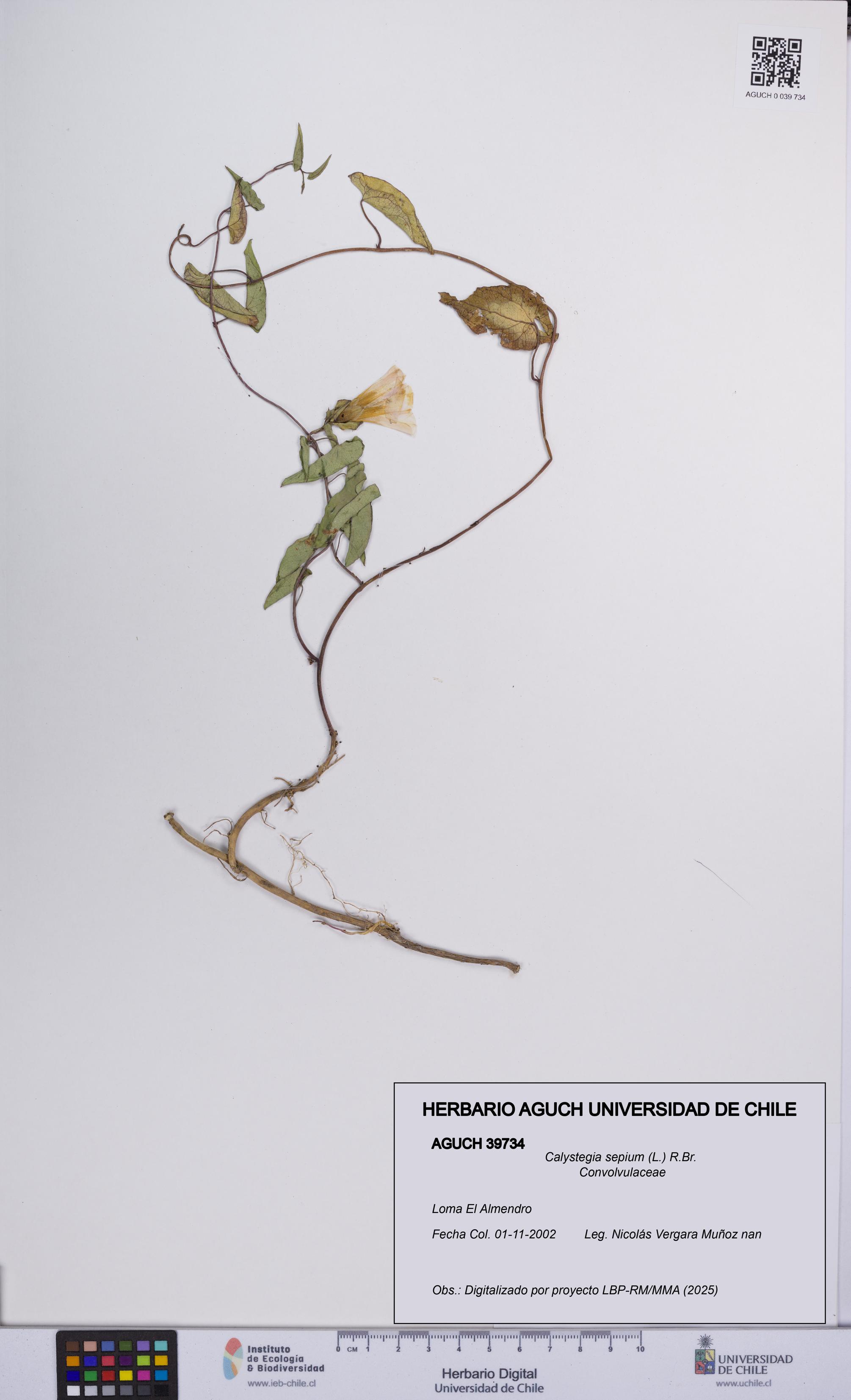 Calystegia sepium [Espécimen: UCH:AGUCH:0039734]