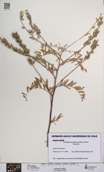 Astragalus berterianus [Espécimen: UCH:AGUCH:0039738]