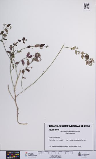 Chiropetalum berterianum [Espécimen: UCH:AGUCH:0039739]