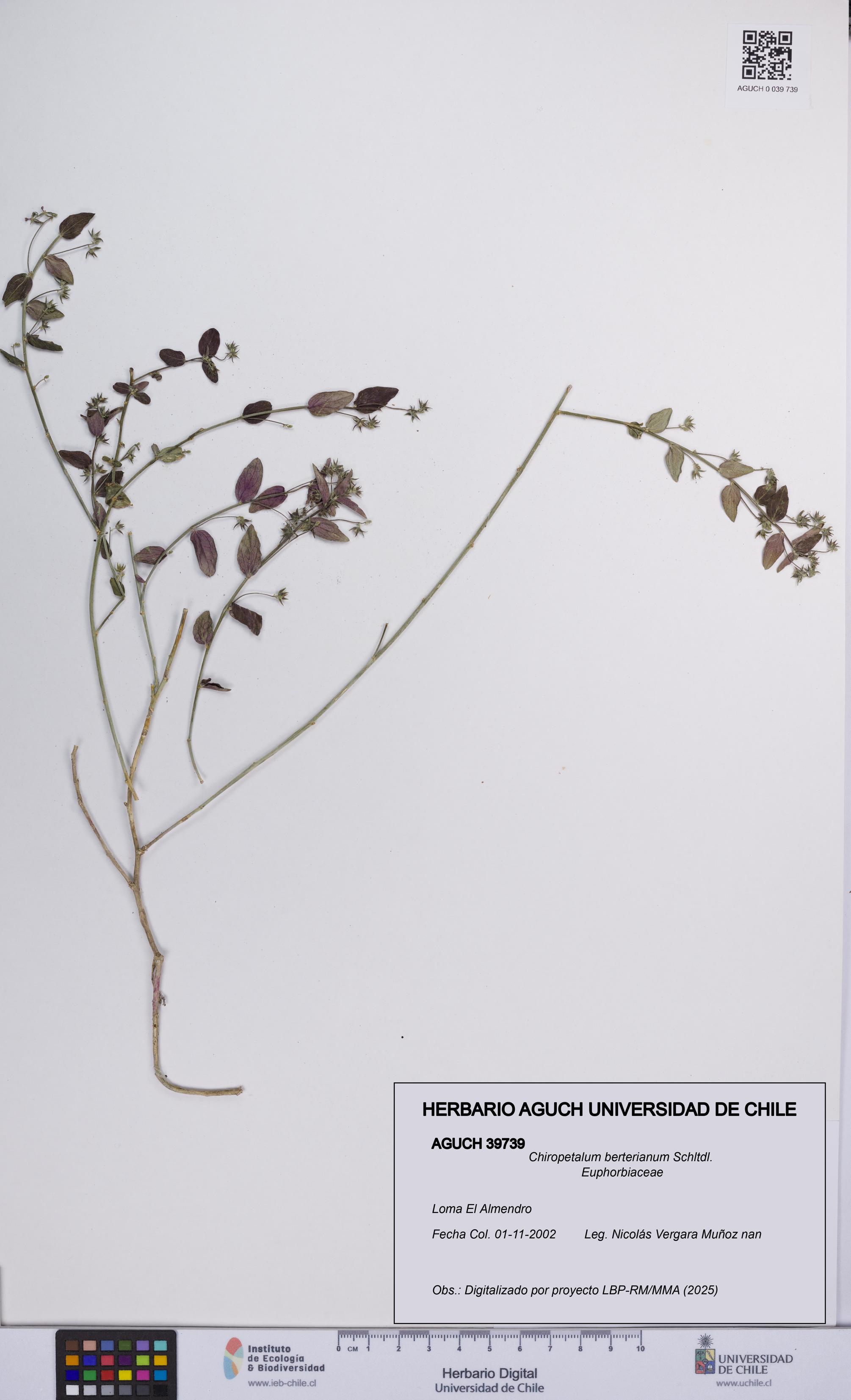 Chiropetalum berterianum [Espécimen: UCH:AGUCH:0039739]