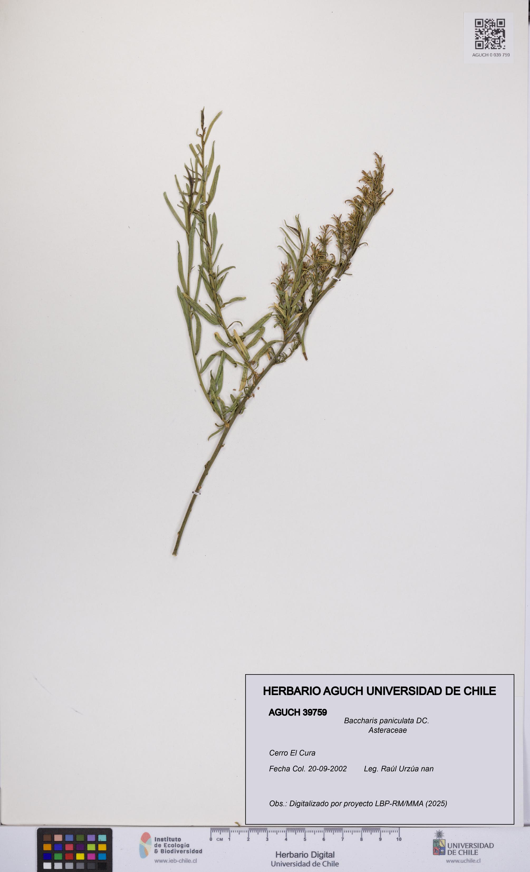 Baccharis paniculata [Espécimen: UCH:AGUCH:0039759]