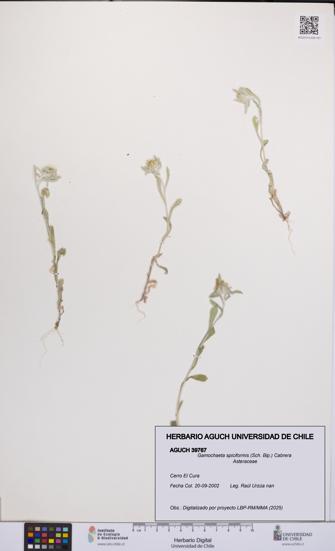 Gamochaeta spiciformis [Espécimen: UCH:AGUCH:0039767]