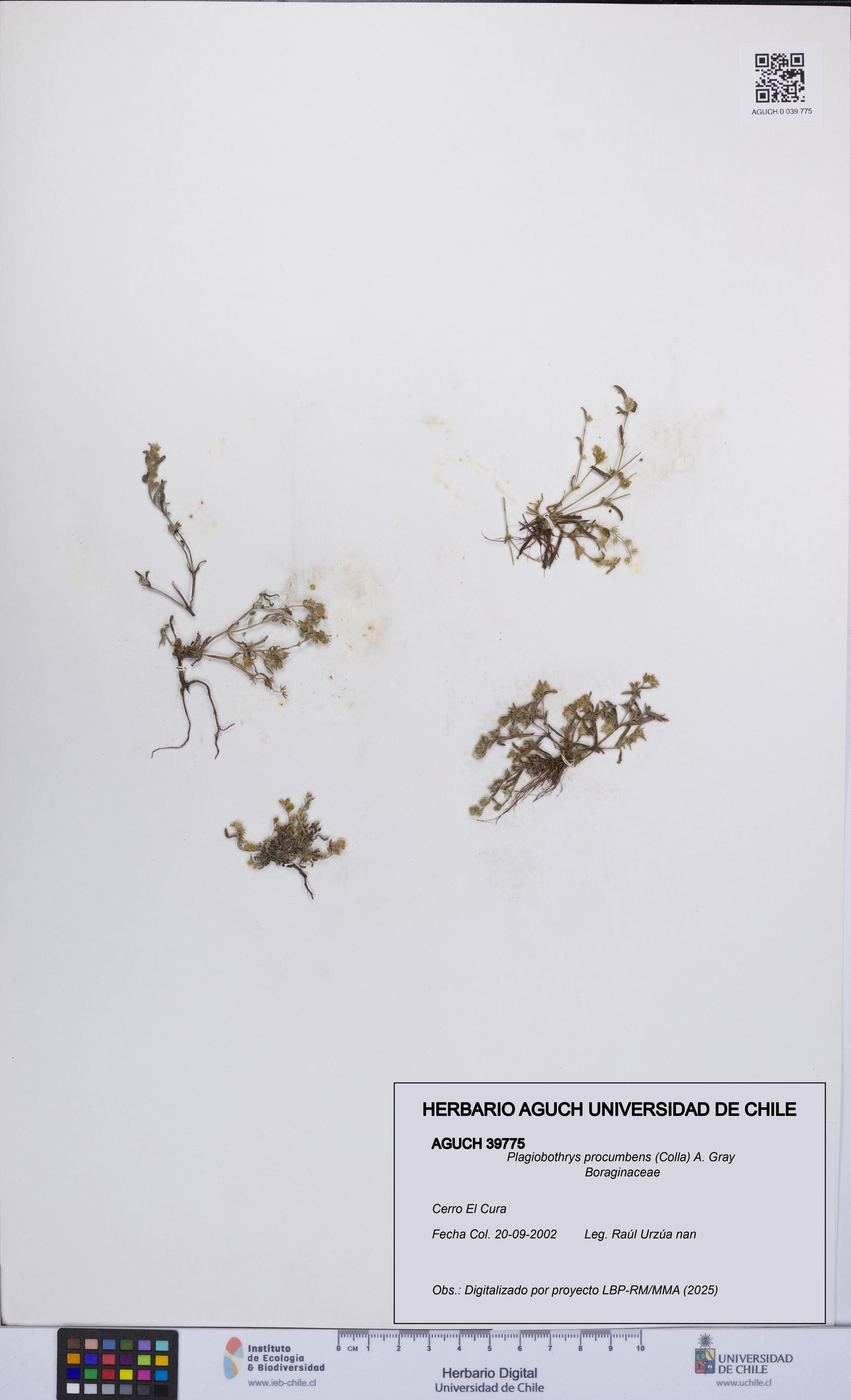 Plagiobothrys procumbens [Espécimen: UCH:AGUCH:0039775]