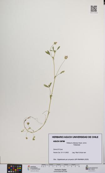 Trifolium chilense [Espécimen: UCH:AGUCH:0039786]