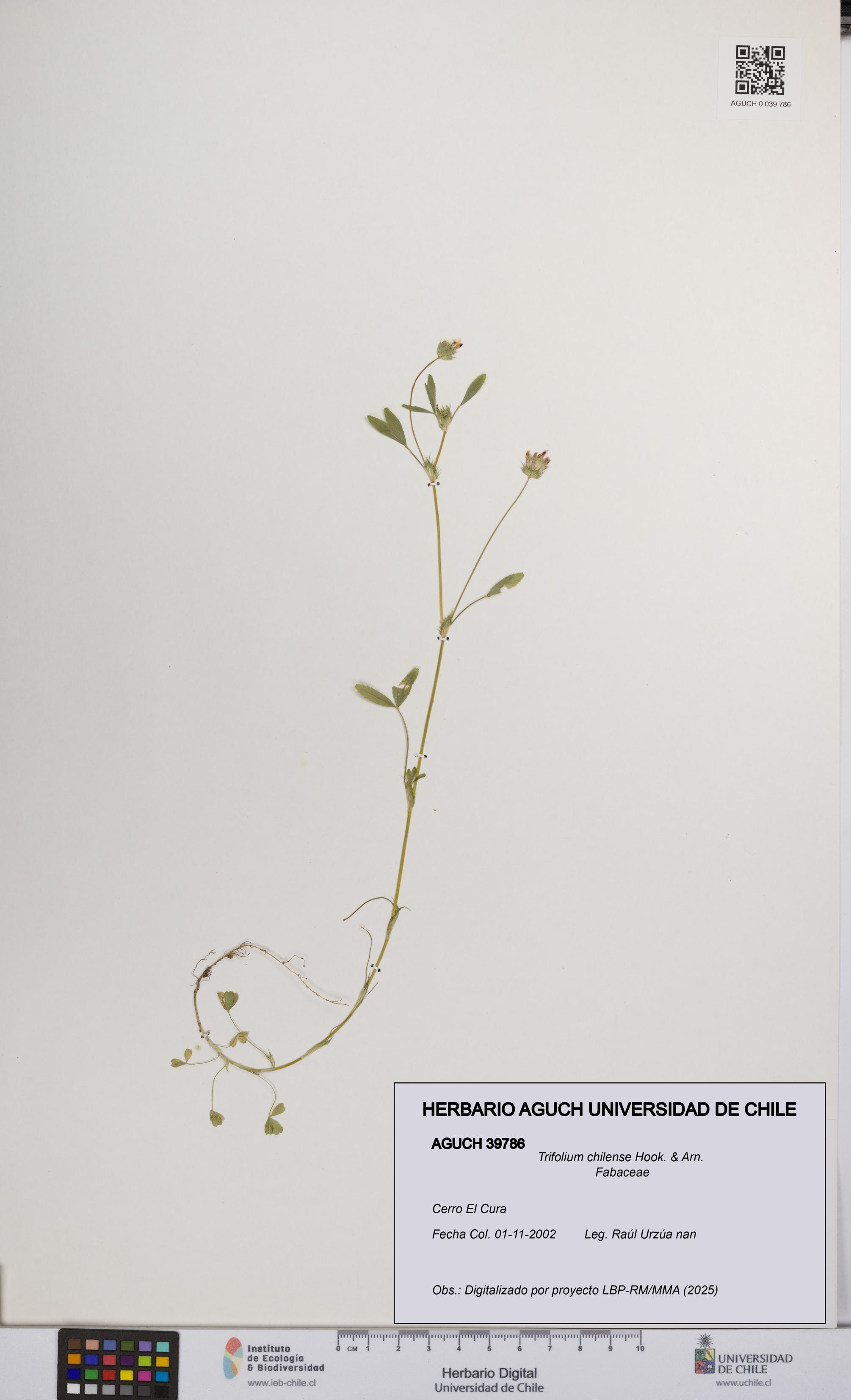 Trifolium chilense [Espécimen: UCH:AGUCH:0039786]