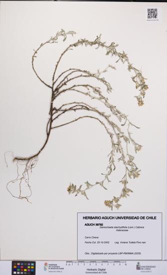 Gamochaeta stachydifolia [Espécimen: UCH:AGUCH:0039792]