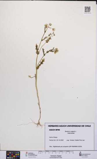 Senecio vulgaris [Espécimen: UCH:AGUCH:0039793]