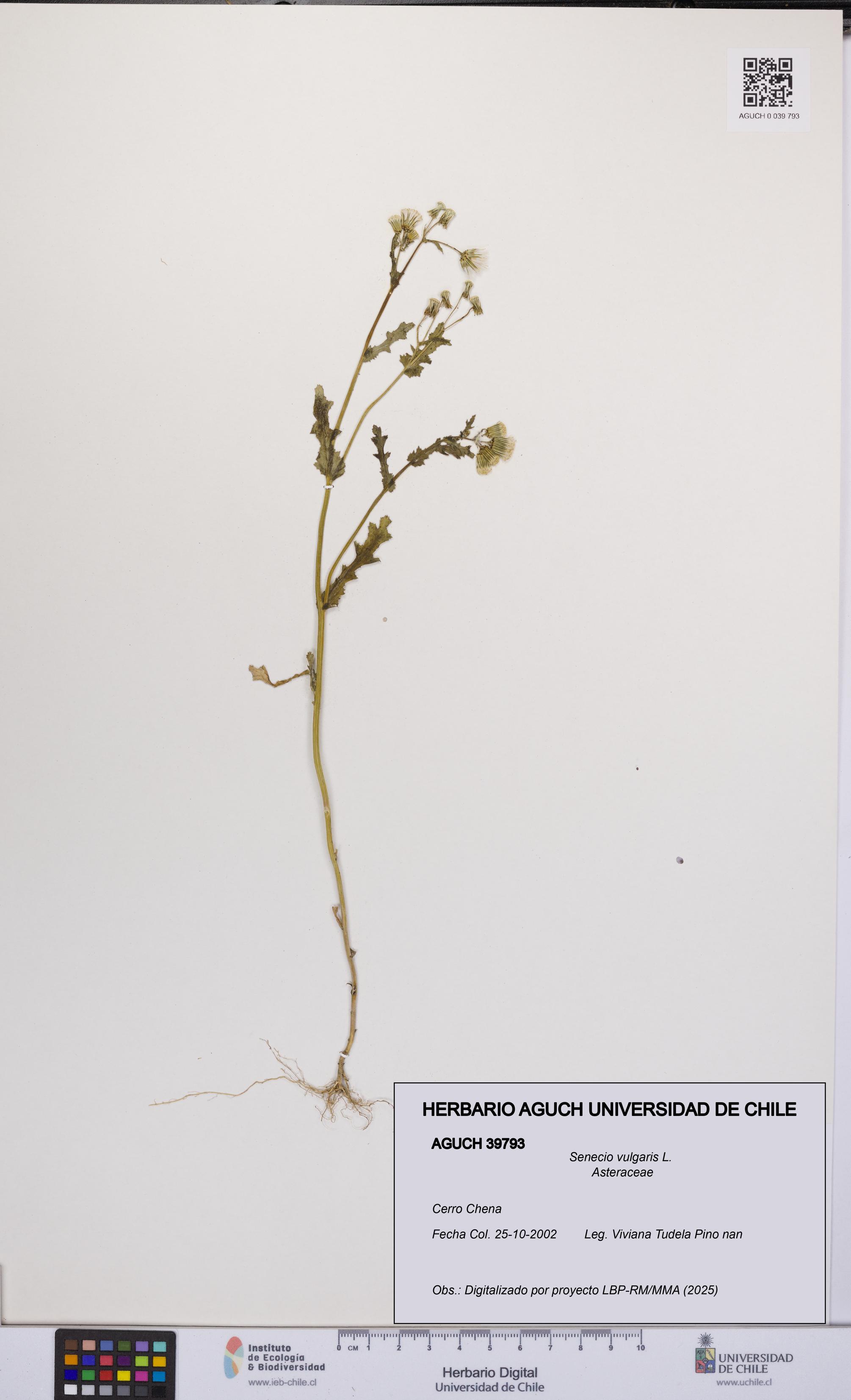 Senecio vulgaris [Espécimen: UCH:AGUCH:0039793]