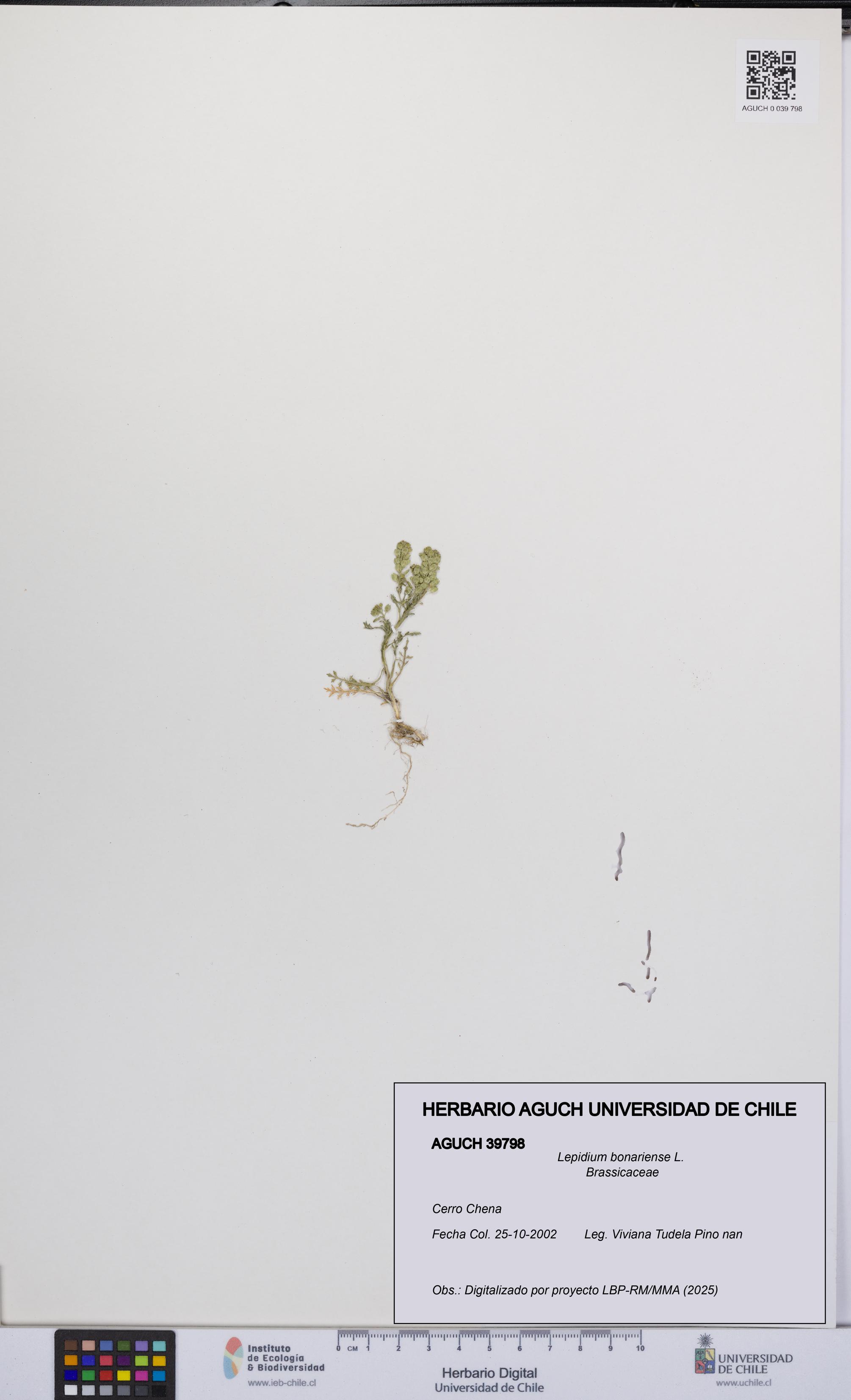 Lepidium bonariense [Espécimen: UCH:AGUCH:0039798]