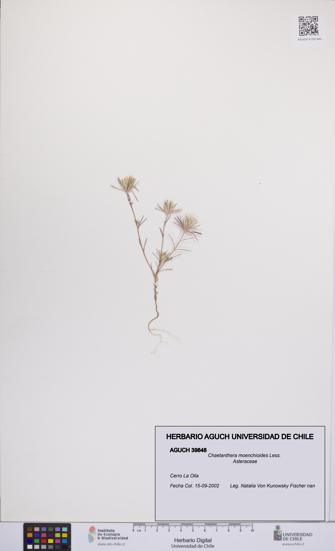 Chaetanthera moenchioides [Espécimen: UCH:AGUCH:0039848]