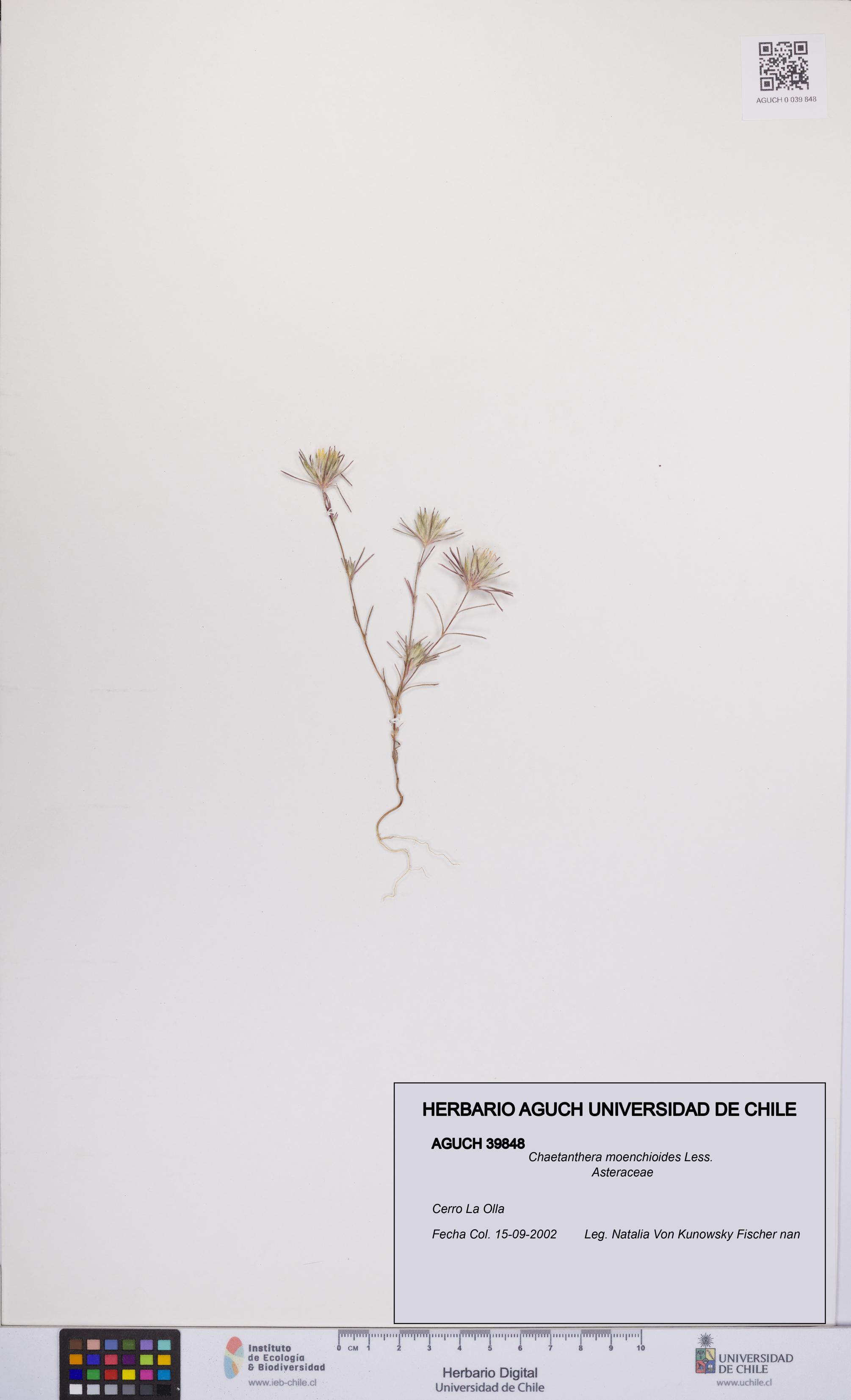 Chaetanthera moenchioides [Espécimen: UCH:AGUCH:0039848]