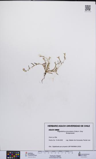 Plagiobothrys procumbens [Espécimen: UCH:AGUCH:0039855]
