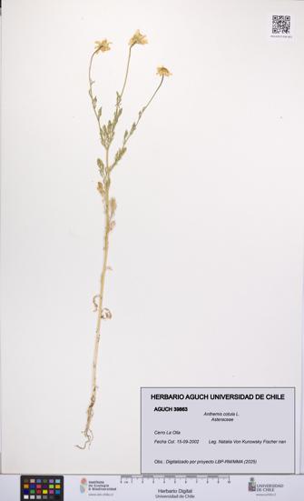 Anthemis cotula [Espécimen: UCH:AGUCH:0039863]