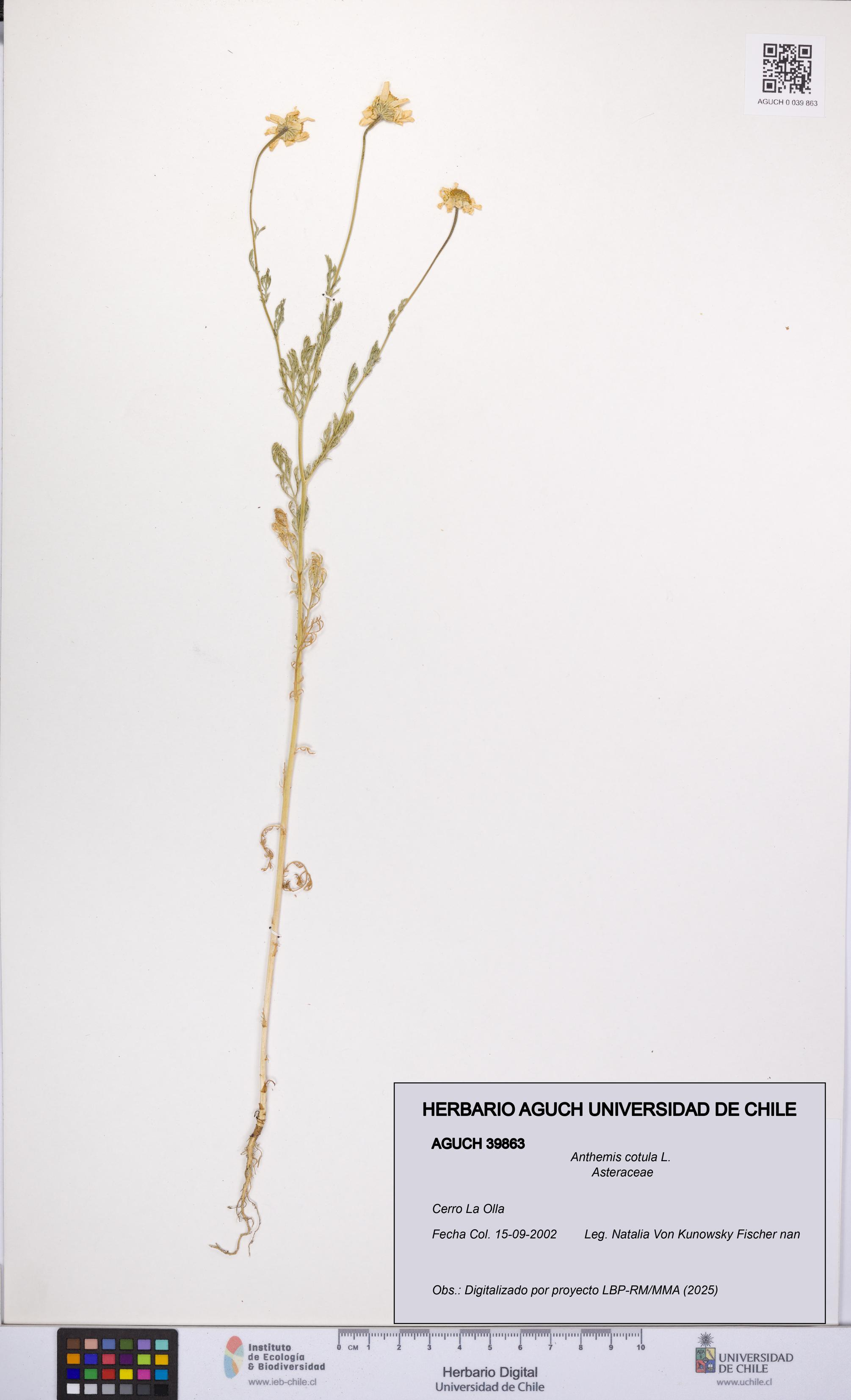 Anthemis cotula [Espécimen: UCH:AGUCH:0039863]