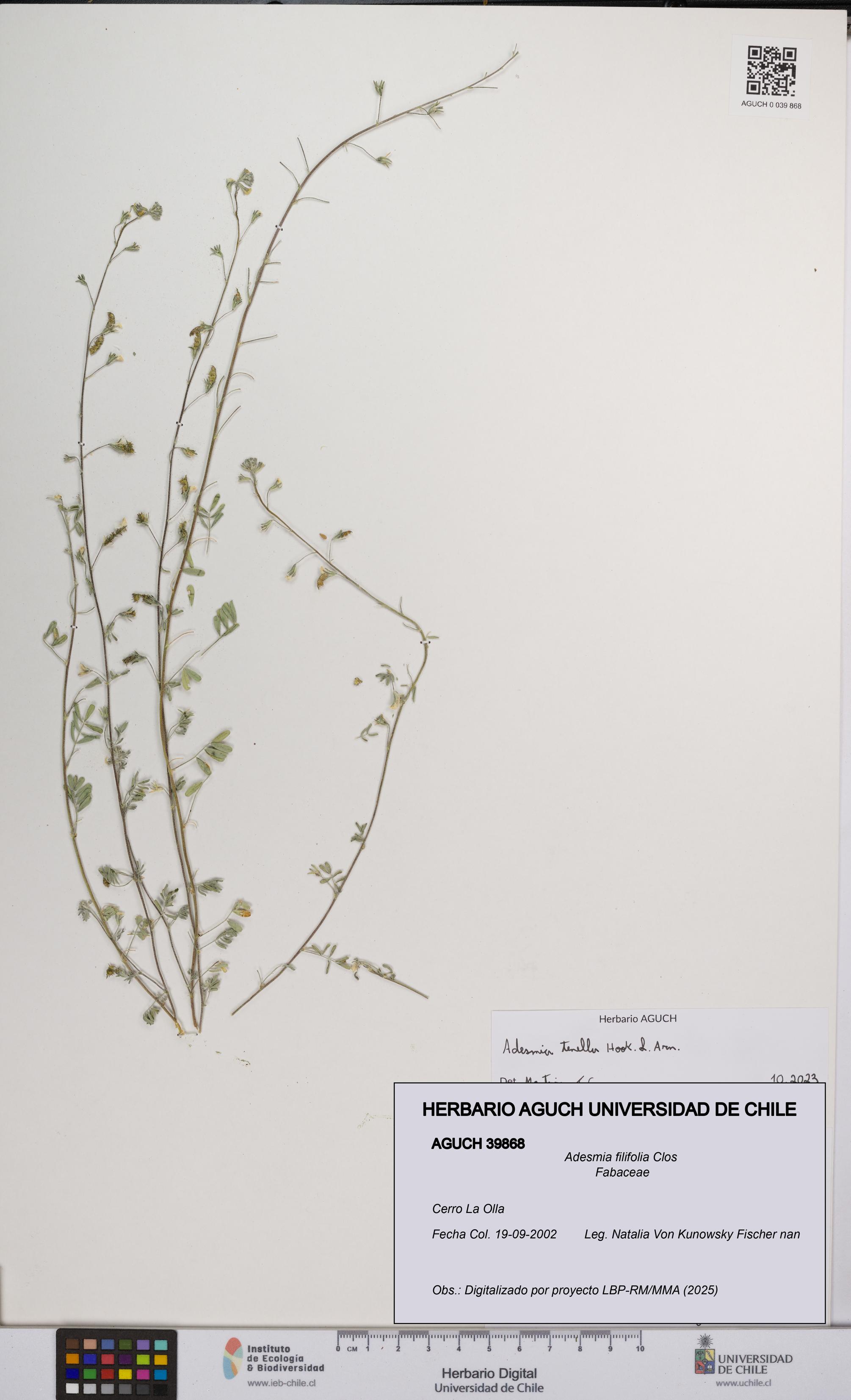 Adesmia filifolia [Espécimen: UCH:AGUCH:0039868]