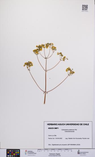 Calceolaria pratensis [Espécimen: UCH:AGUCH:0039871]