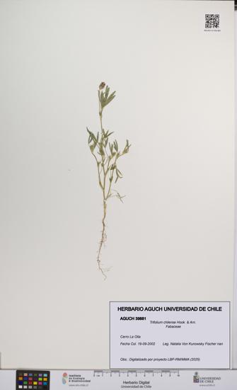 Trifolium chilense [Espécimen: UCH:AGUCH:0039881]