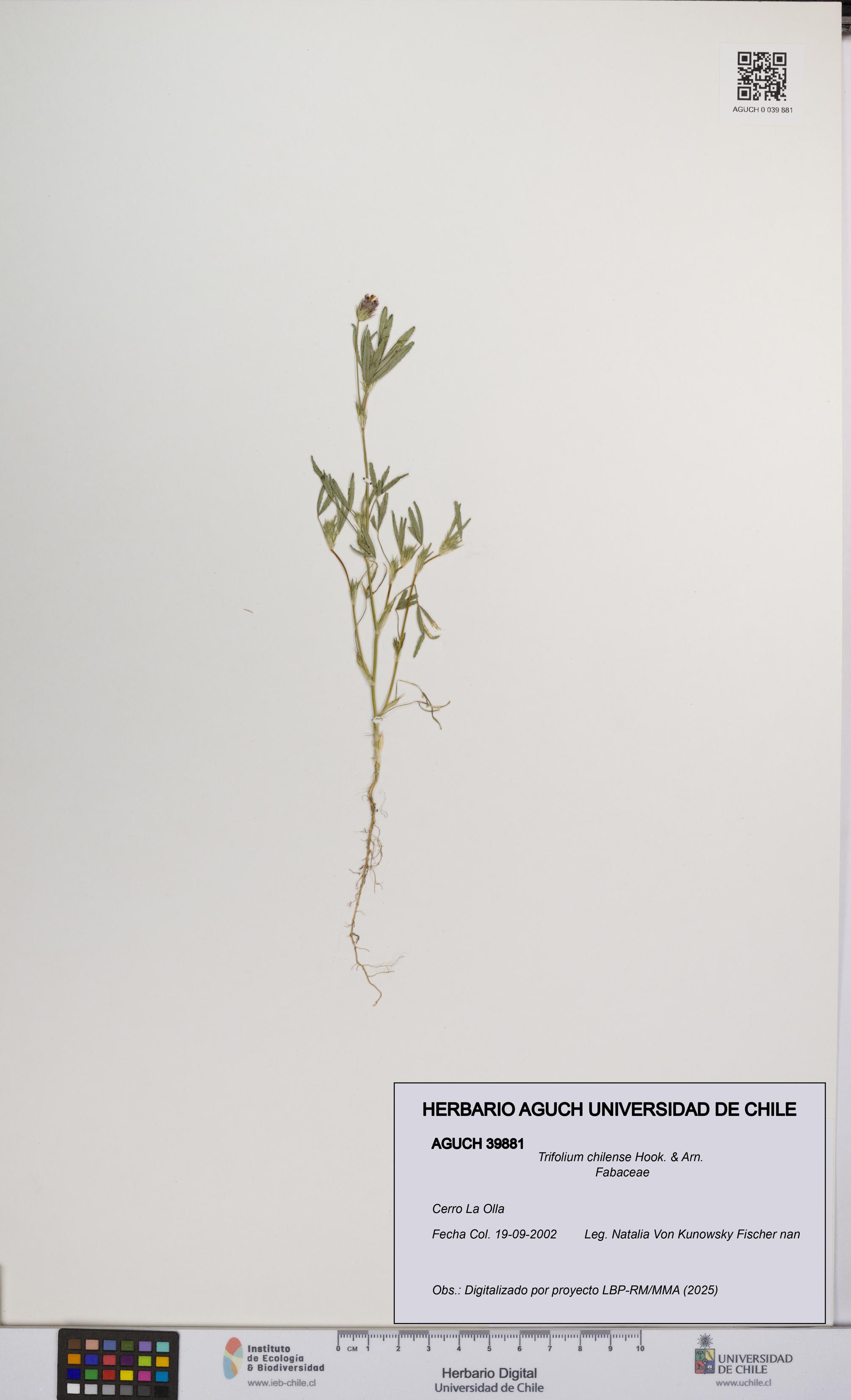 Trifolium chilense [Espécimen: UCH:AGUCH:0039881]