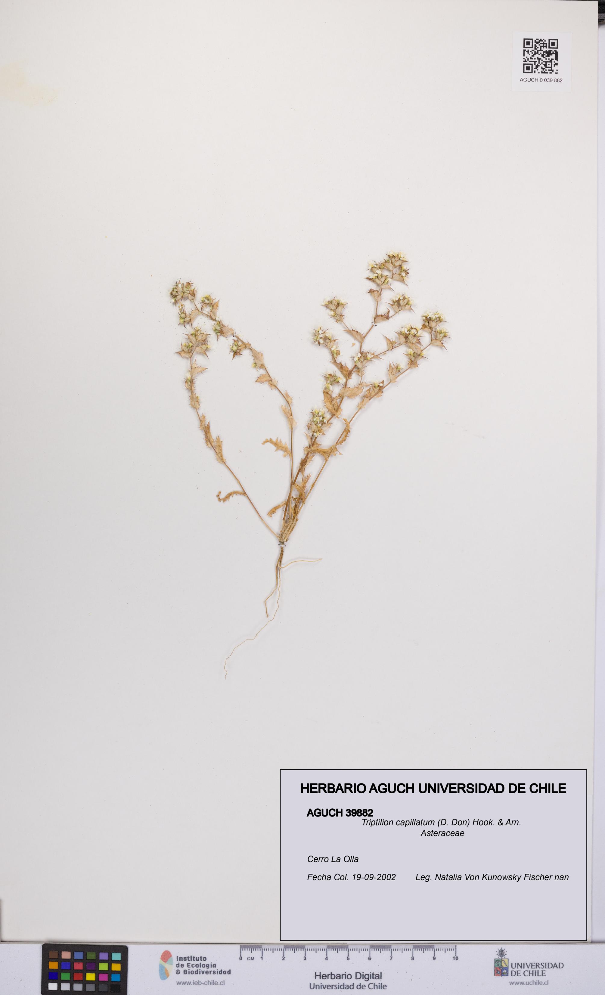 Triptilion capillatum [Espécimen: UCH:AGUCH:0039882]