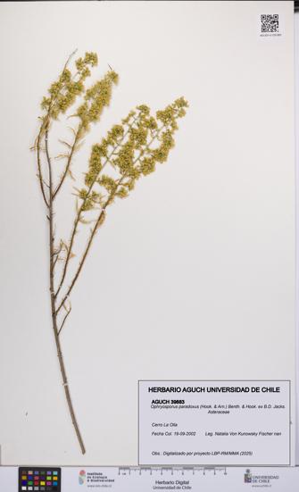 Ophryosporus paradoxus [Espécimen: UCH:AGUCH:0039883]