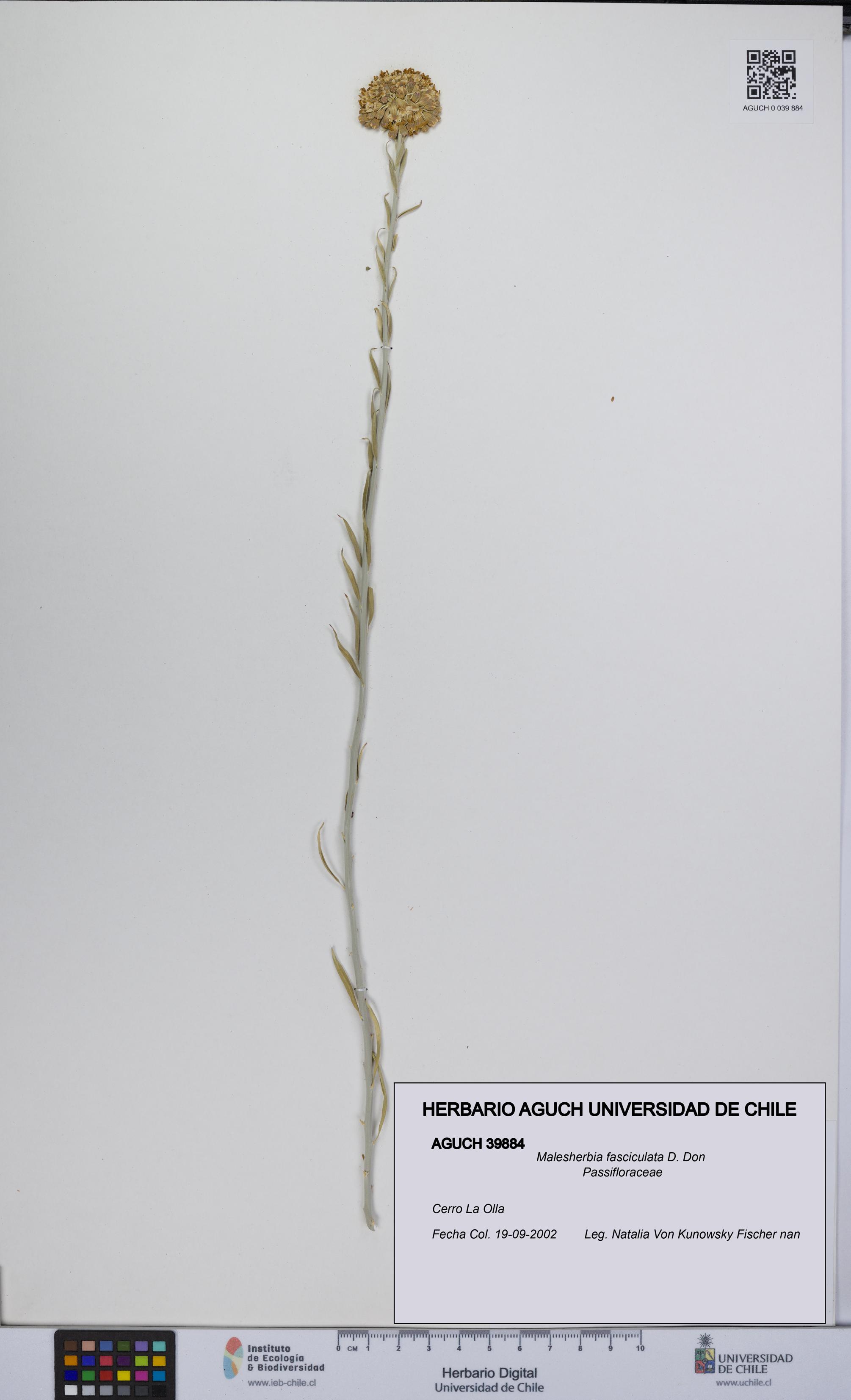 Malesherbia fasciculata [Espécimen: UCH:AGUCH:0039884]