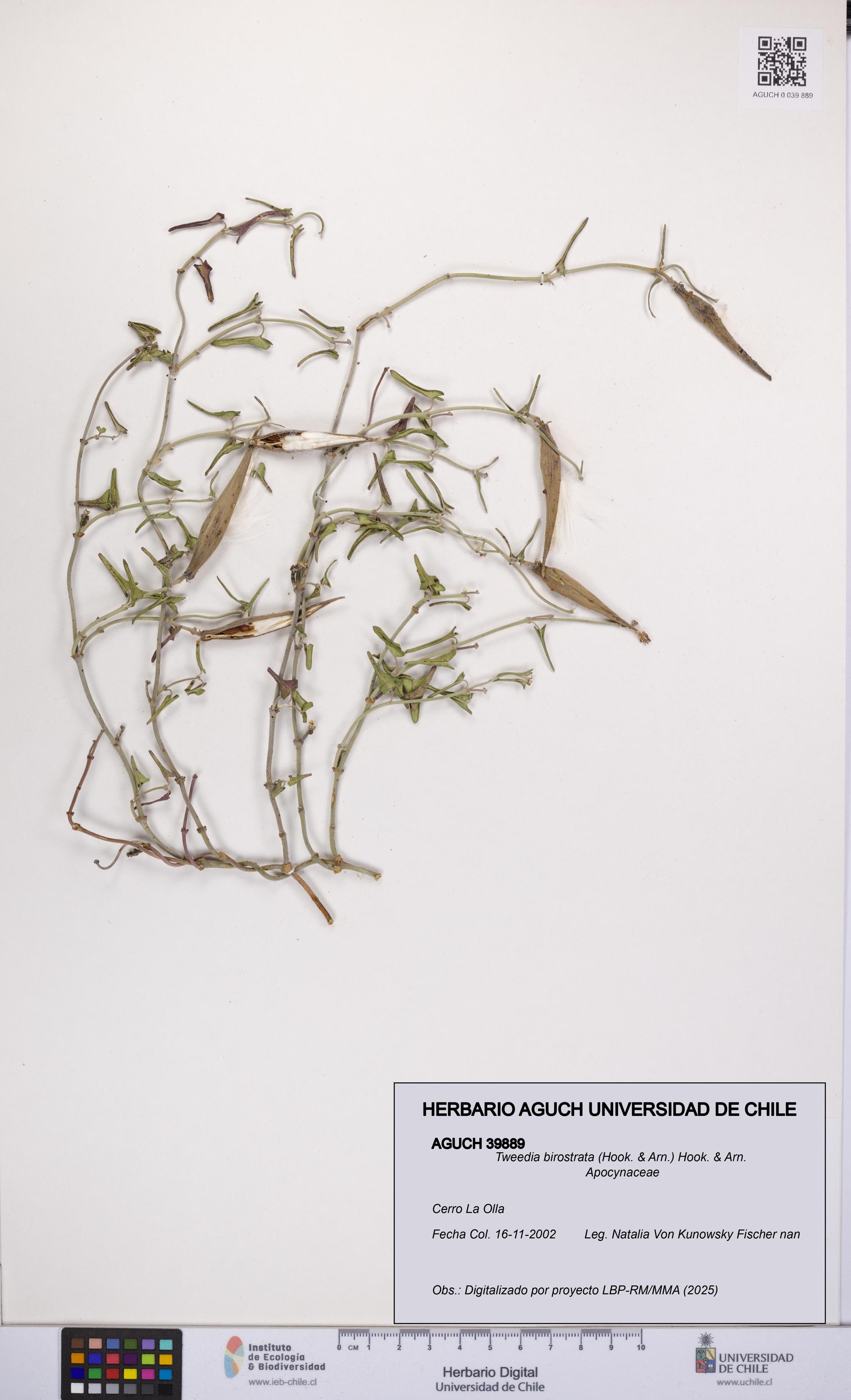 Tweedia birostrata [Espécimen: UCH:AGUCH:0039889]