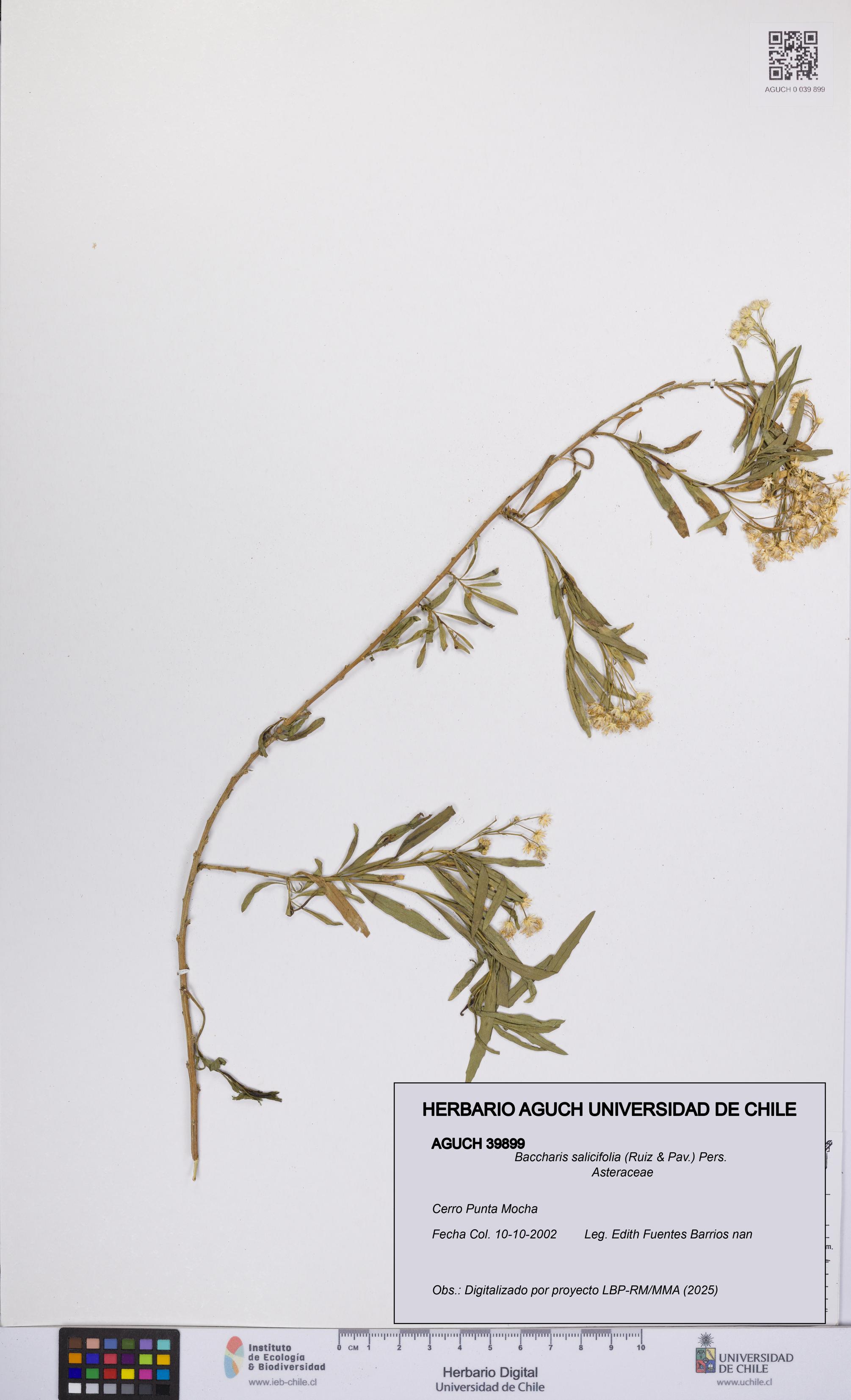 Baccharis salicifolia [Espécimen: UCH:AGUCH:0039899]
