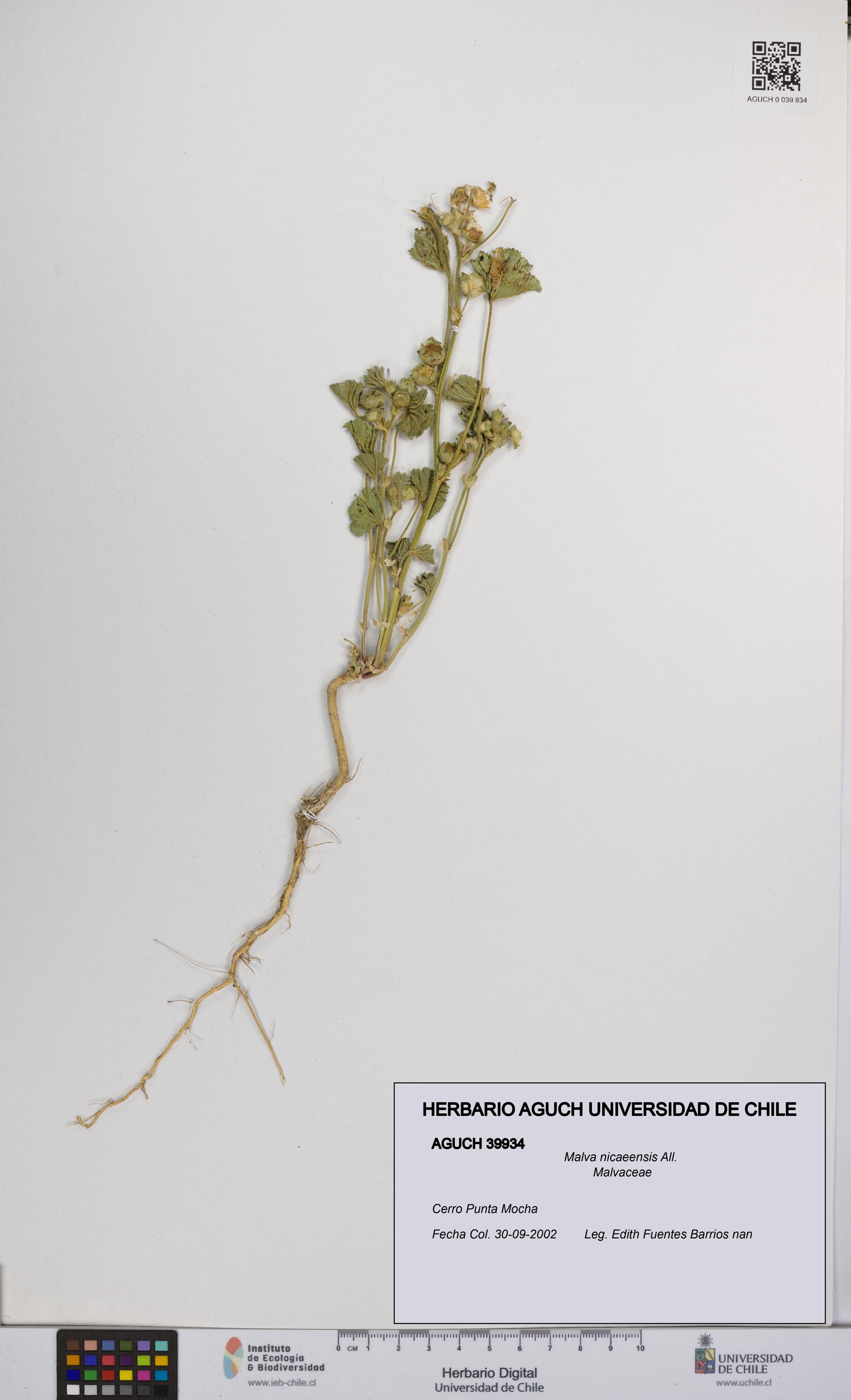 Malva nicaeensis [Espécimen: UCH:AGUCH:0039934]