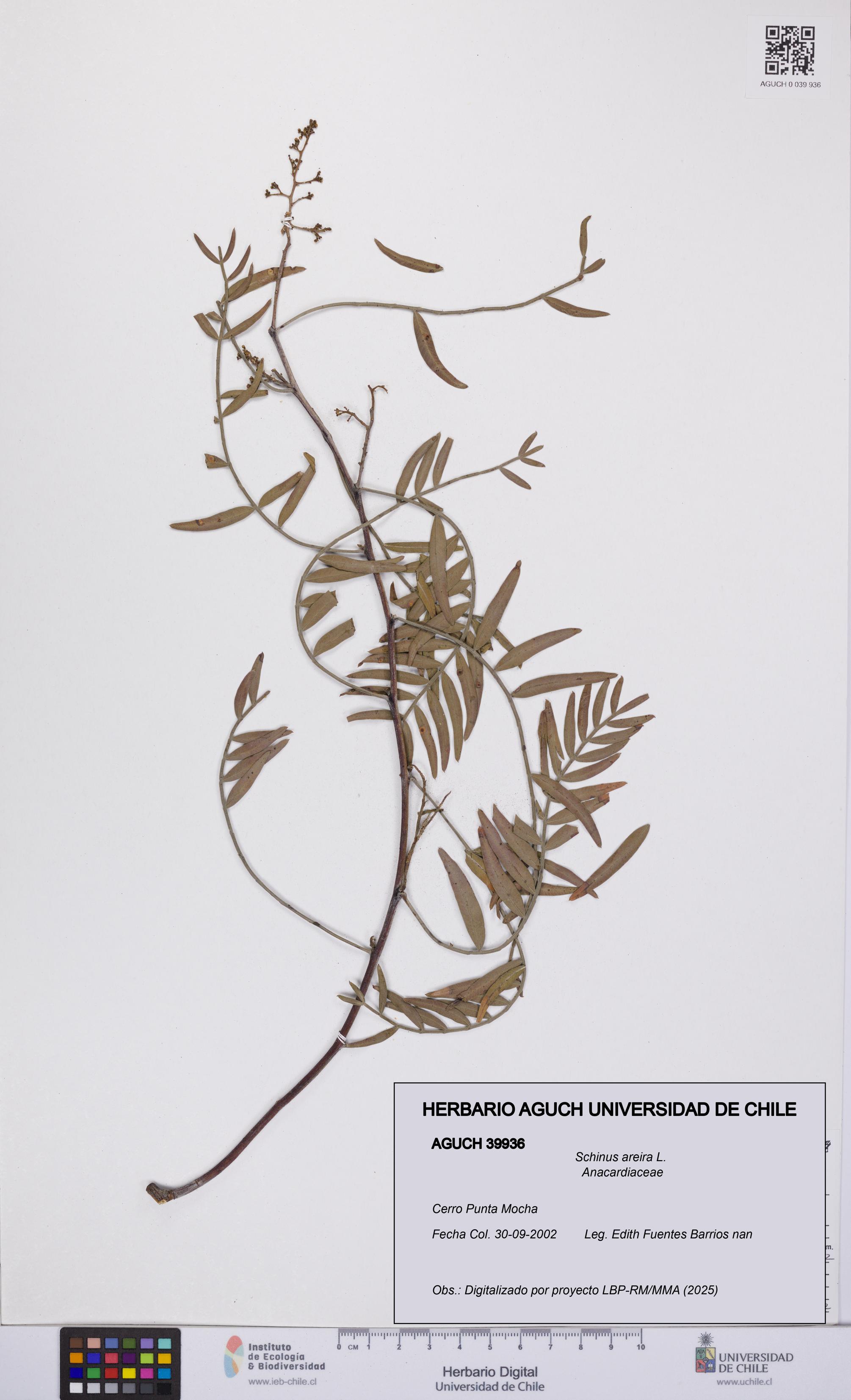 Schinus areira [Espécimen: UCH:AGUCH:0039936]
