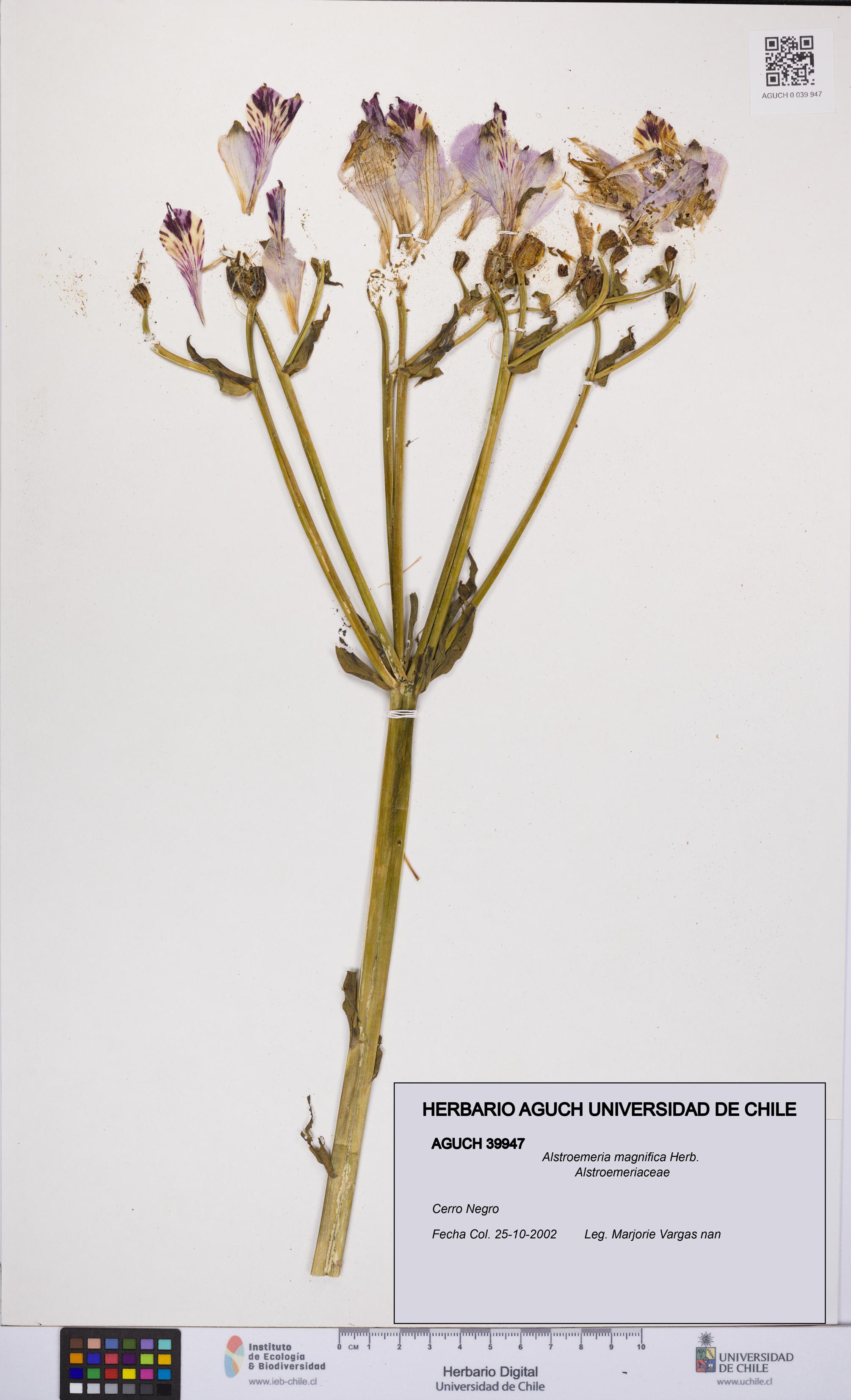 Alstroemeria magnifica [Espécimen: UCH:AGUCH:0039947]