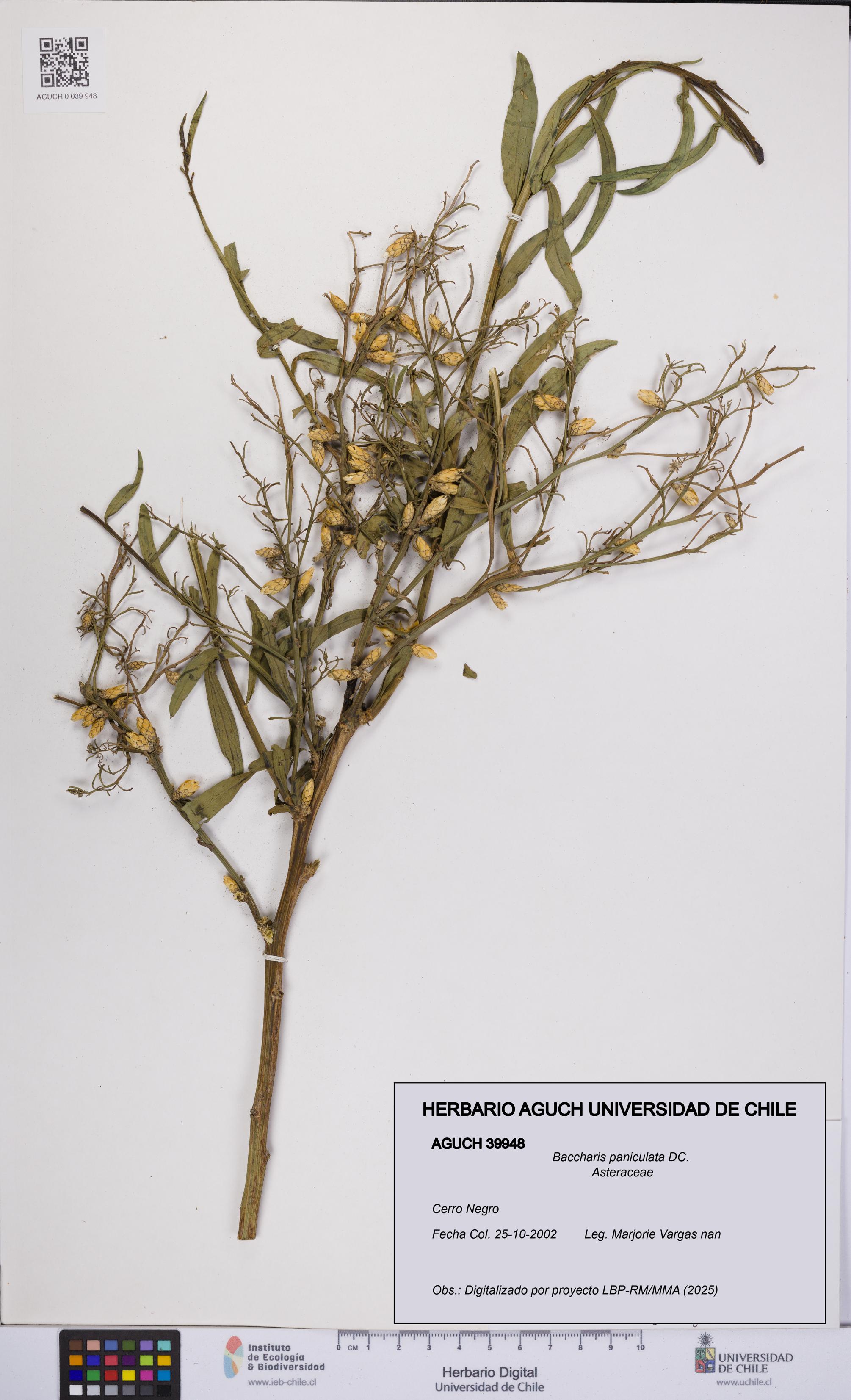 Baccharis paniculata [Espécimen: UCH:AGUCH:0039948]