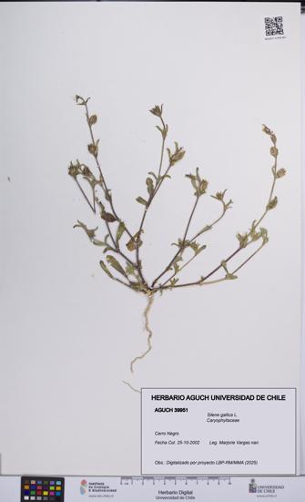 Silene gallica [Espécimen: UCH:AGUCH:0039951]