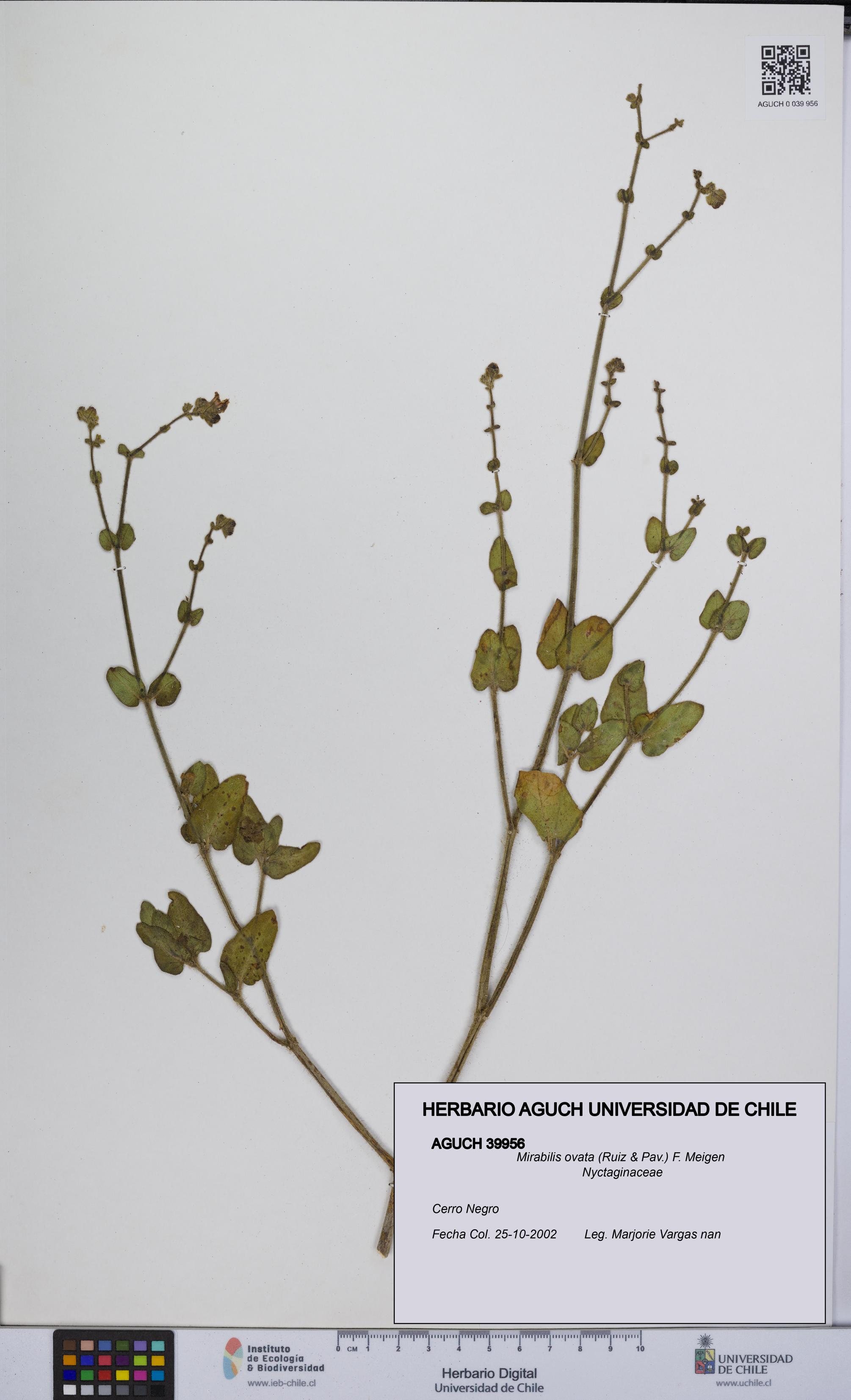 Mirabilis ovata [Espécimen: UCH:AGUCH:0039956]