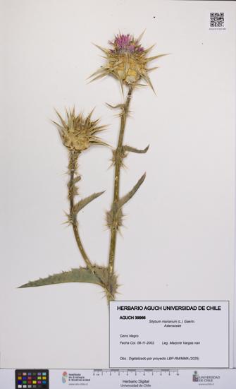 Silybum marianum [Espécimen: UCH:AGUCH:0039966]