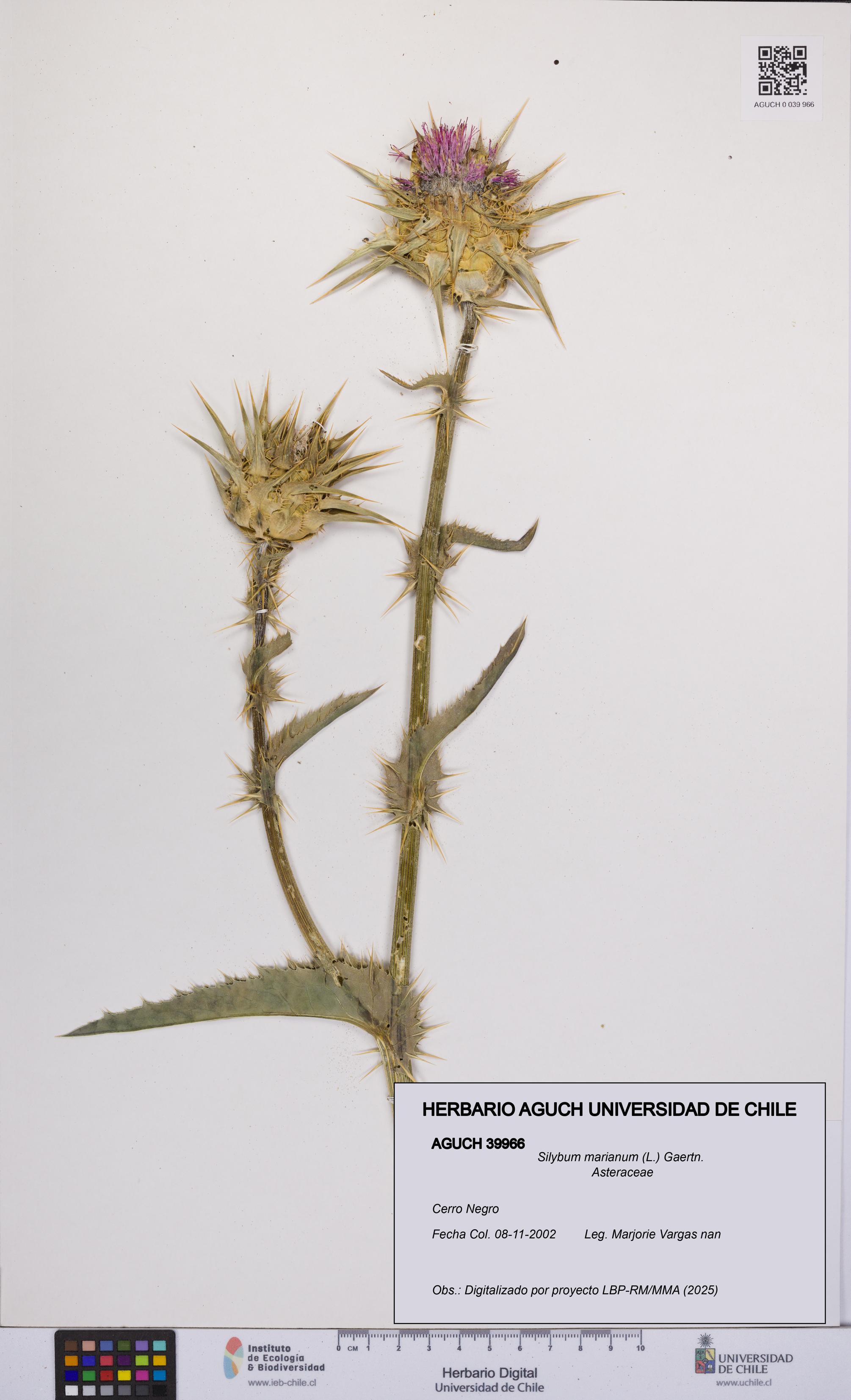 Silybum marianum [Espécimen: UCH:AGUCH:0039966]