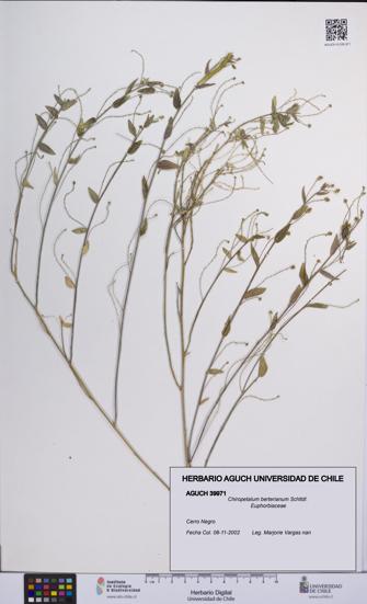 Chiropetalum berterianum [Espécimen: UCH:AGUCH:0039971]
