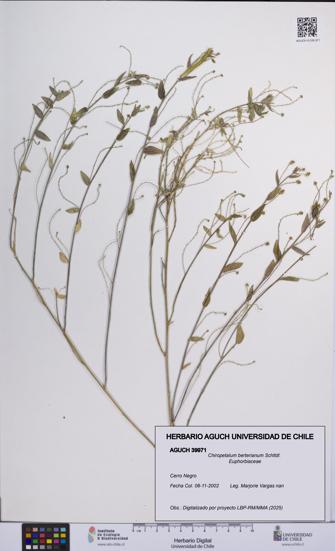 Chiropetalum berterianum [Espécimen: UCH:AGUCH:0039971]